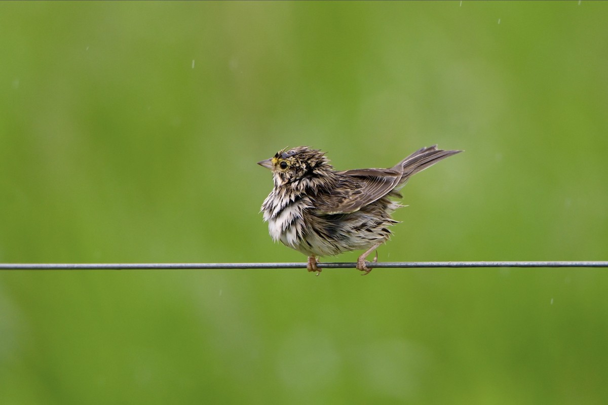 Savannah Sparrow - ML620003871