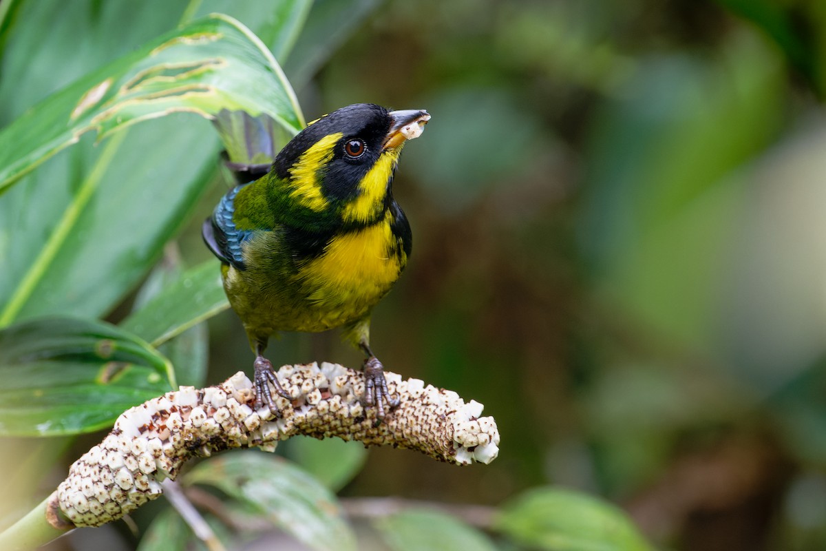 Gold-ringed Tanager - ML620003873