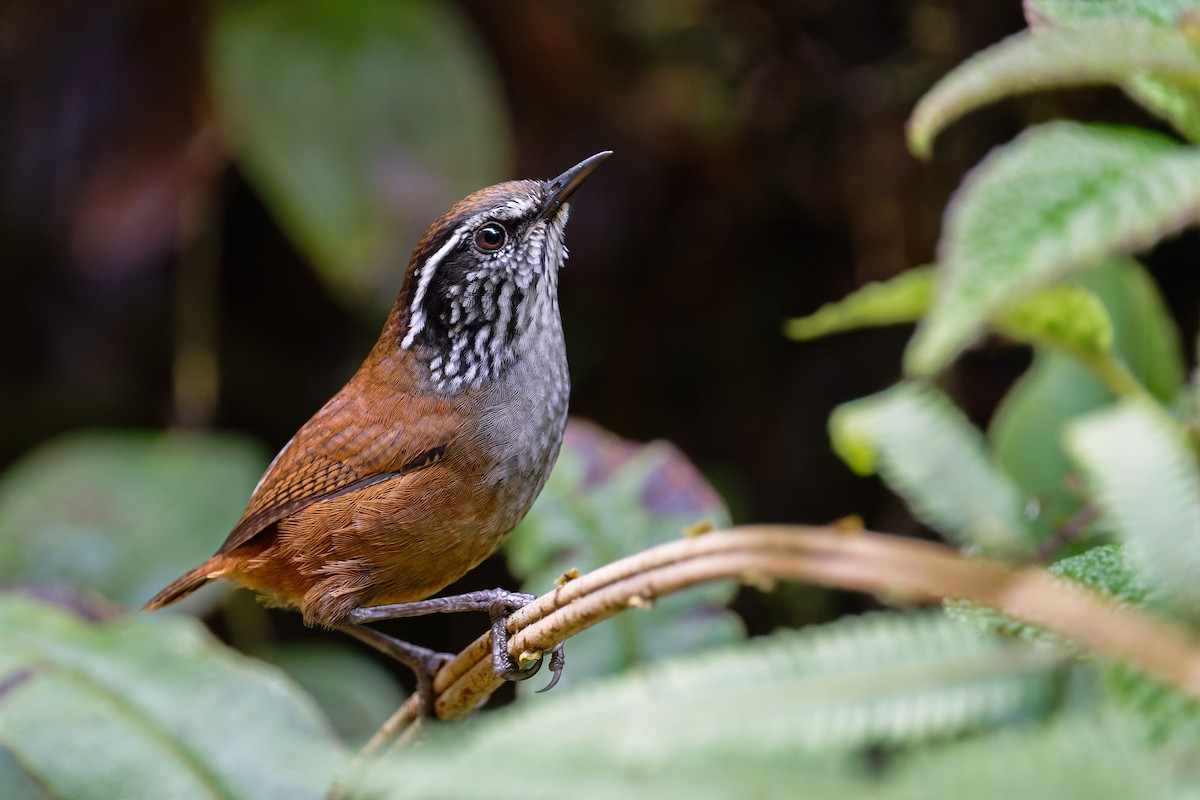 Munchique Wood-Wren - ML620003878