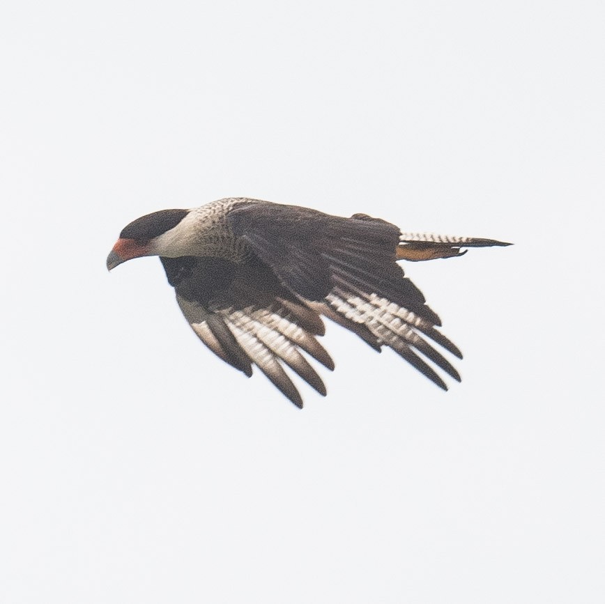 Crested Caracara - ML620003881