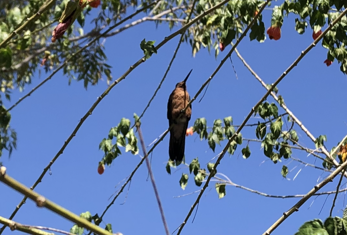 Colibrí Gigante - ML620003882