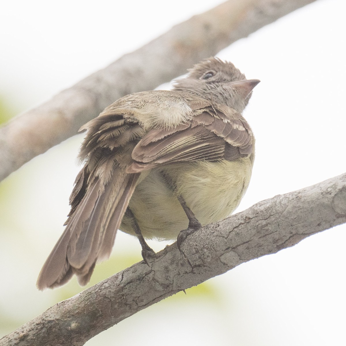 Yellow-bellied Elaenia - ML620003885