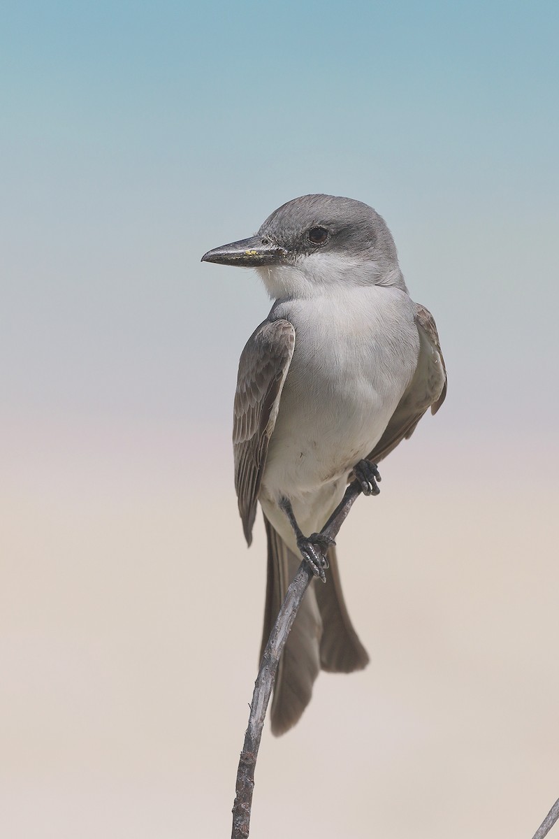 Gray Kingbird - ML620003891