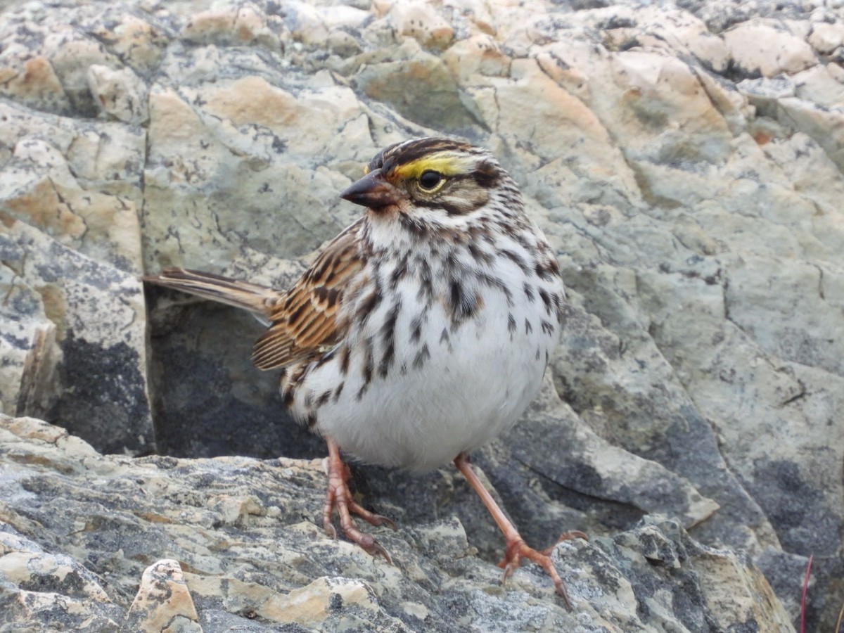 Savannah Sparrow - ML620003895