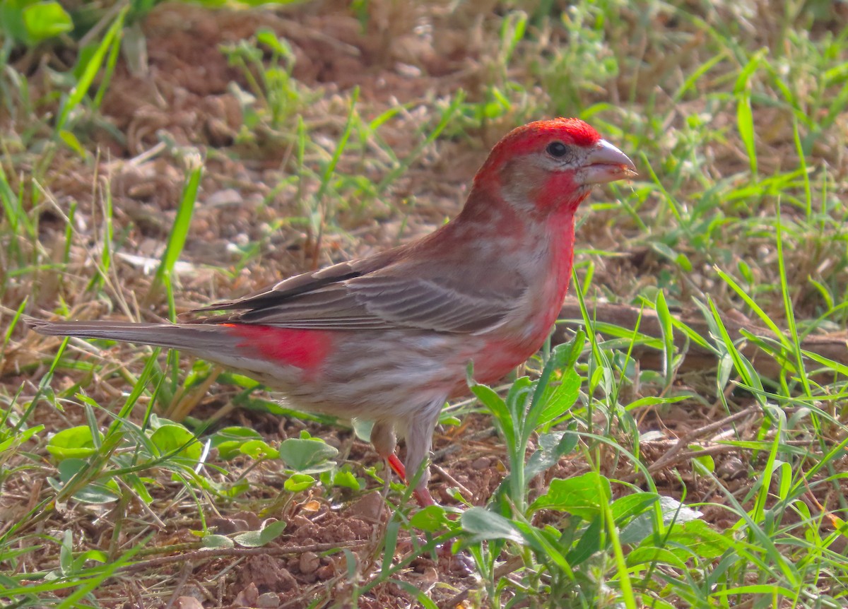 House Finch - ML620003903