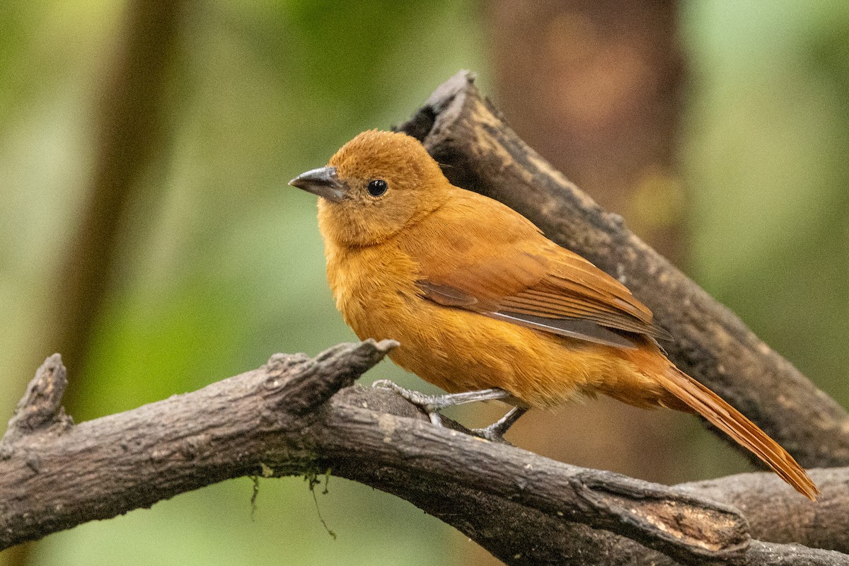 White-lined Tanager - ML620003906