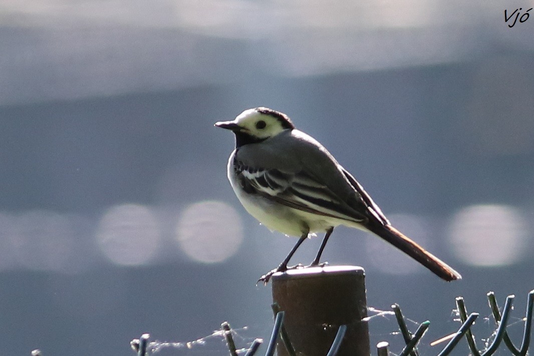 White Wagtail - ML620003913