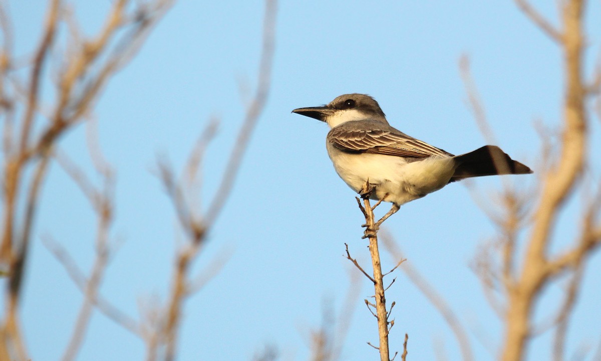 Gray Kingbird - ML620003915