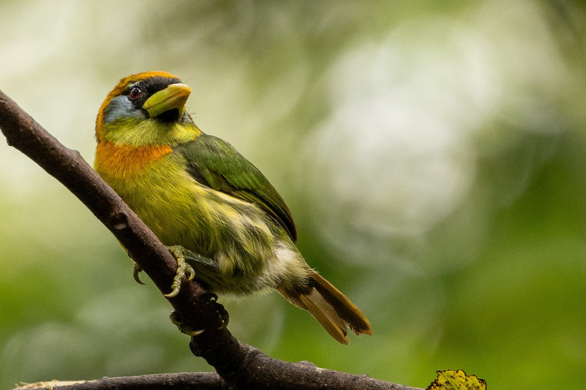 Red-headed Barbet - ML620003920