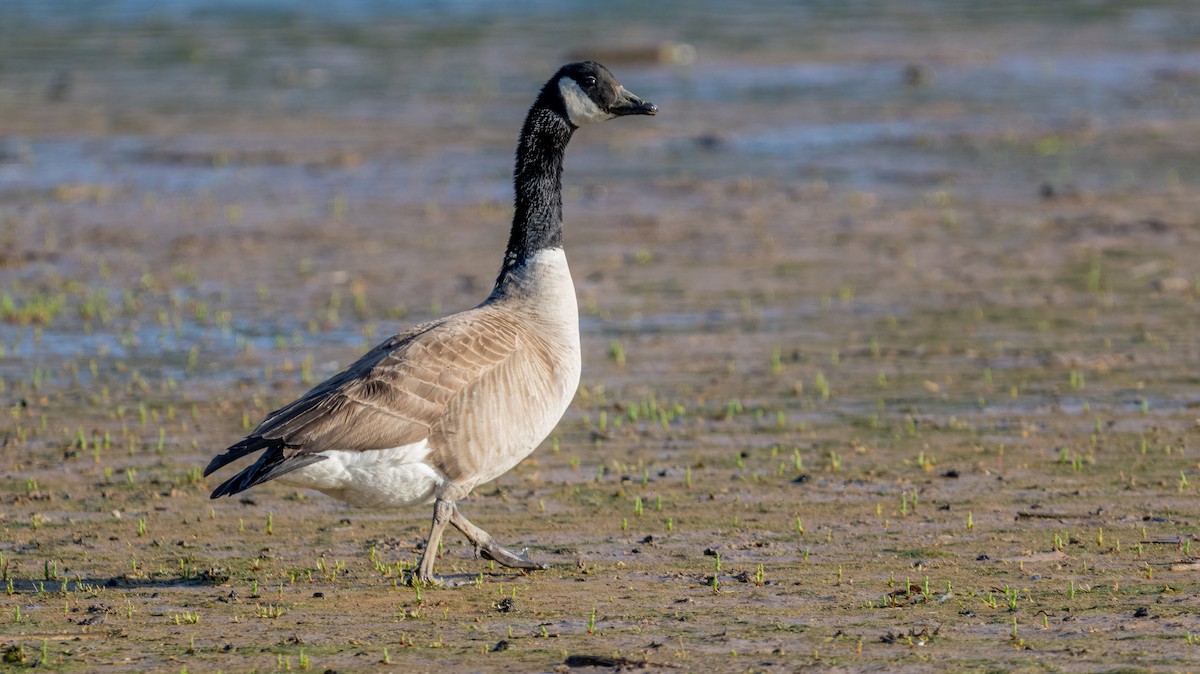 Canada Goose - ML620003924