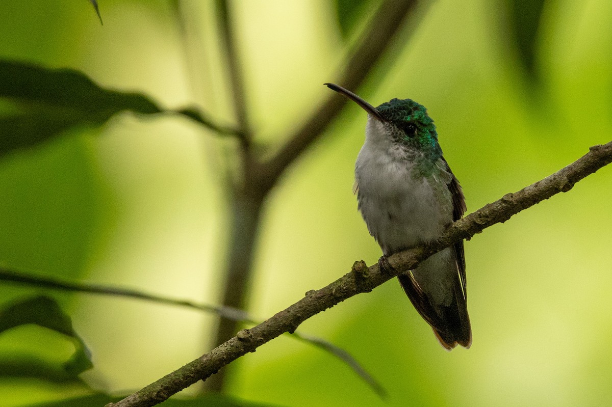 kolibřík andský - ML620003926