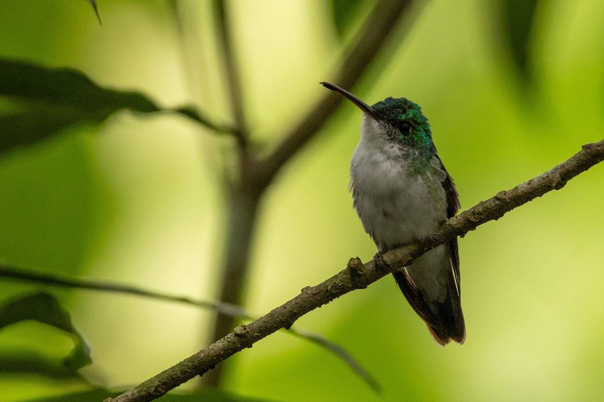 Andean Emerald - ML620003926