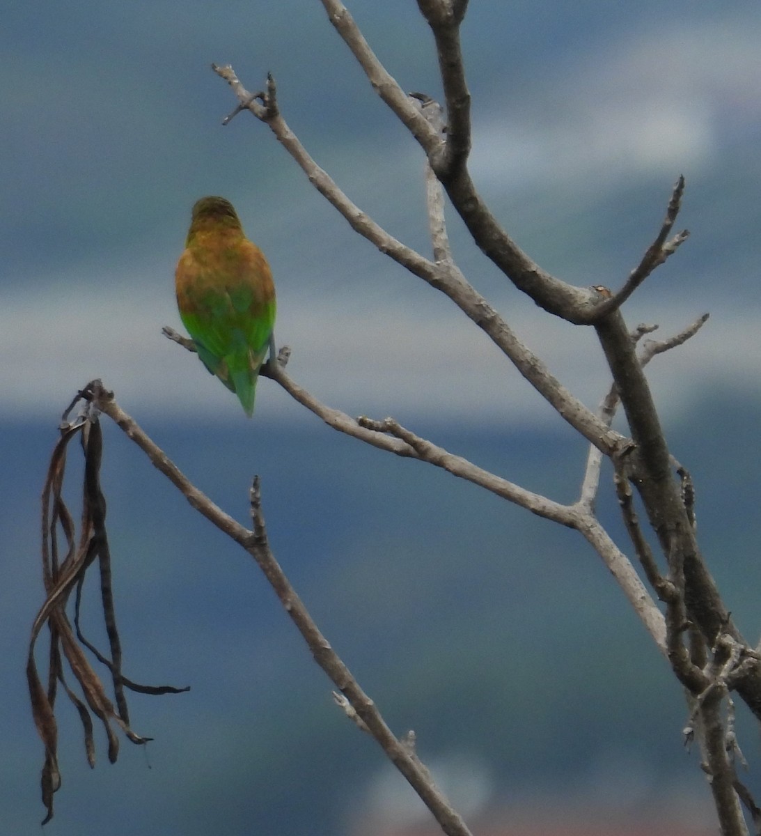 Orange-chinned Parakeet - ML620003927