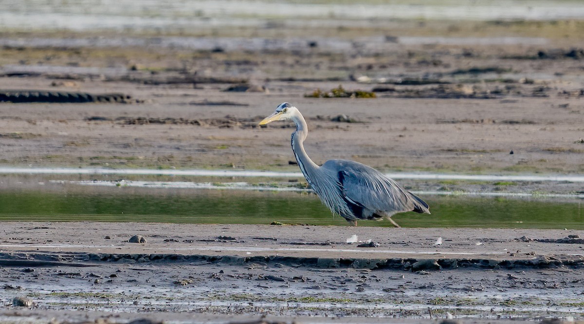 Great Blue Heron - ML620003933