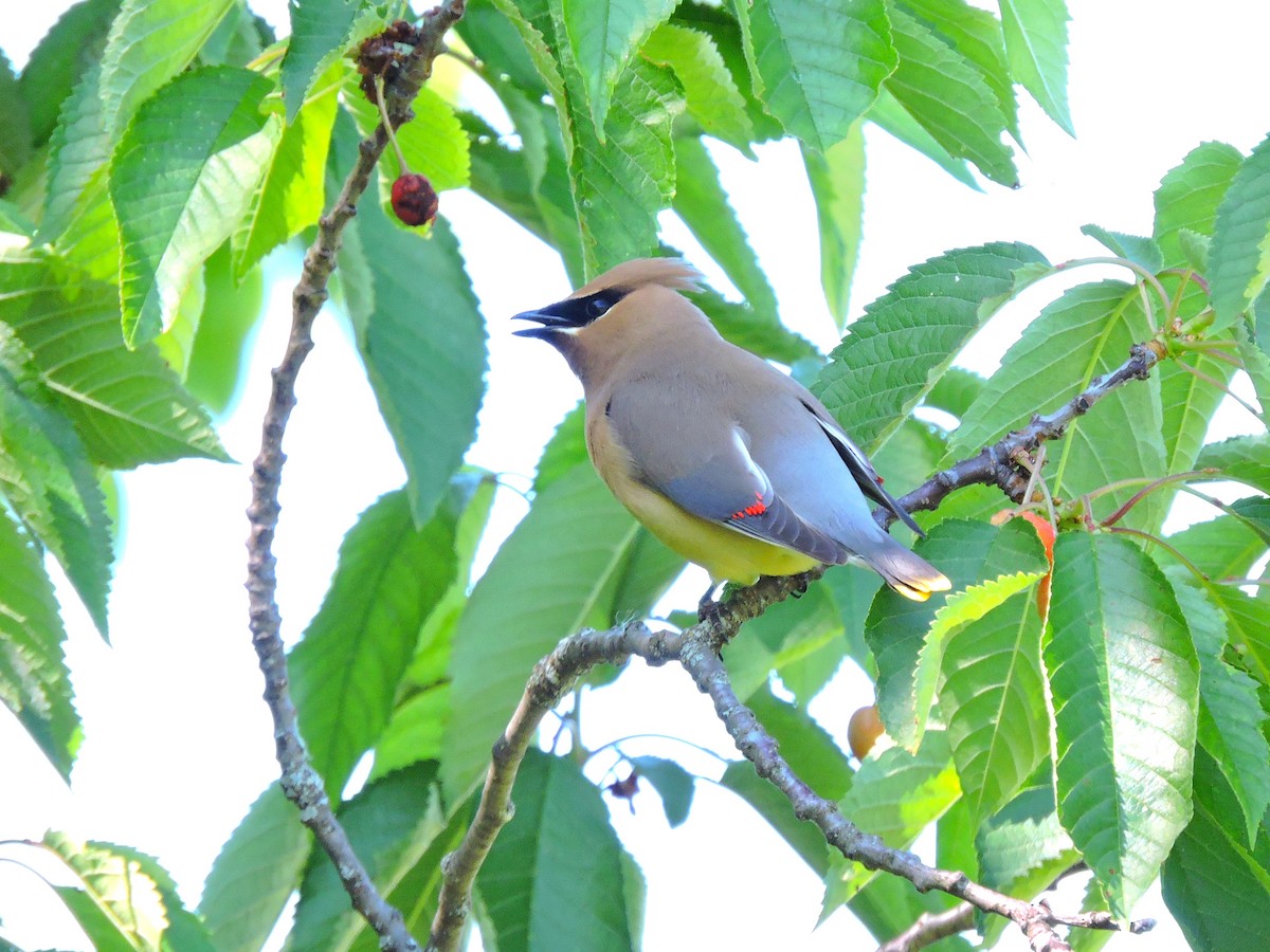 Cedar Waxwing - ML620003934