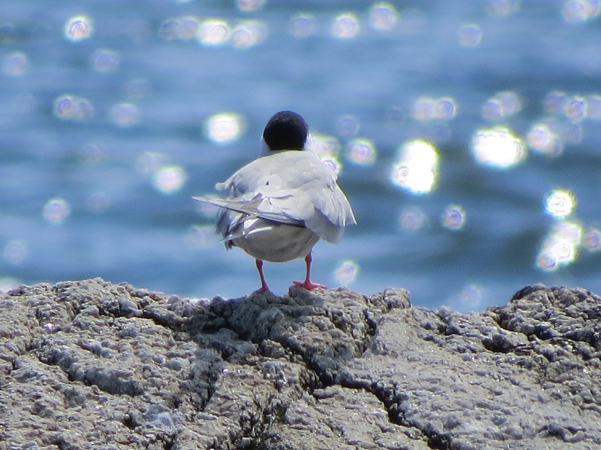 Common Tern - ML620003935