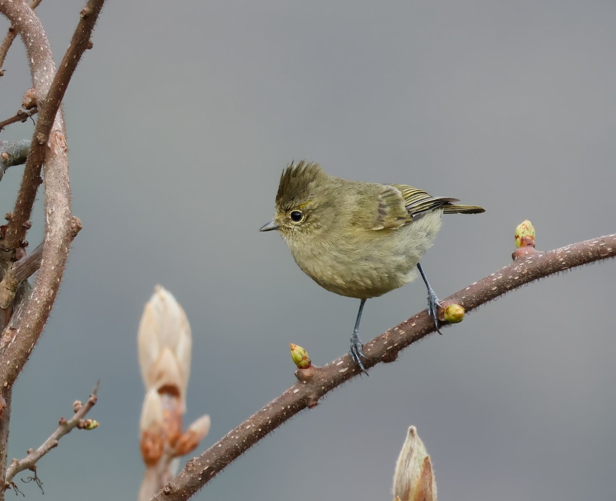 Yellow-browed Tit - ML620003943