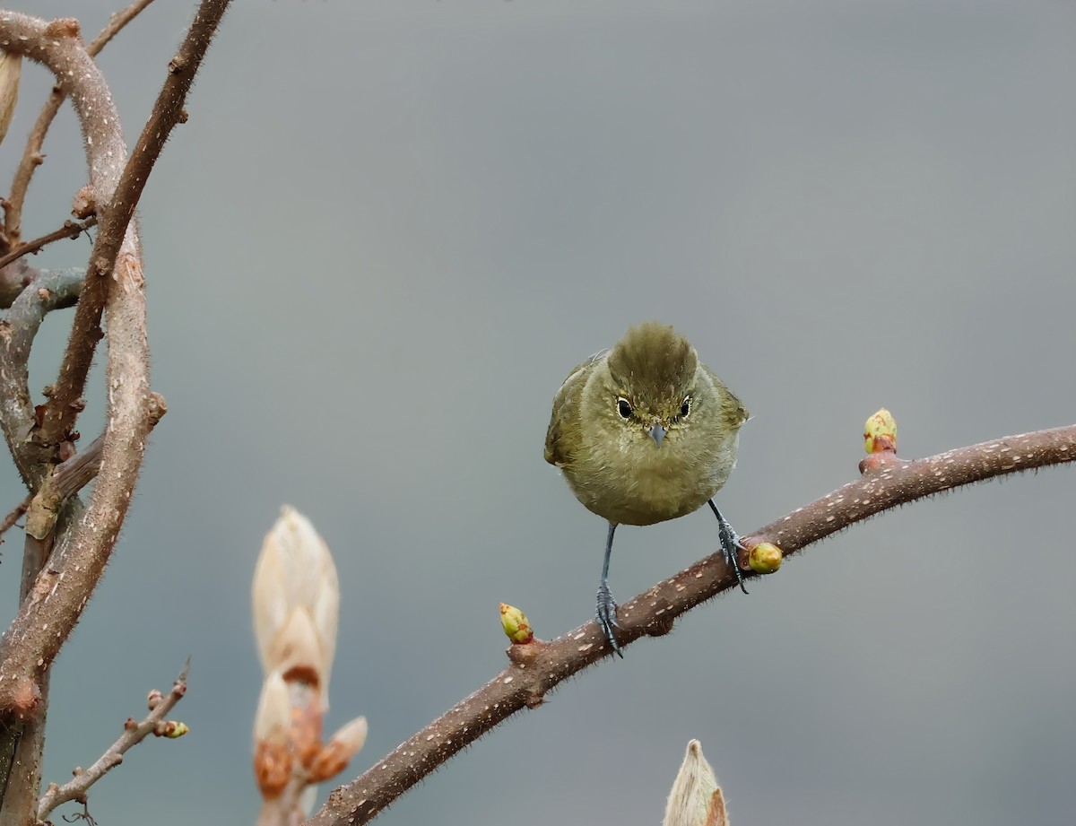 Yellow-browed Tit - ML620003944