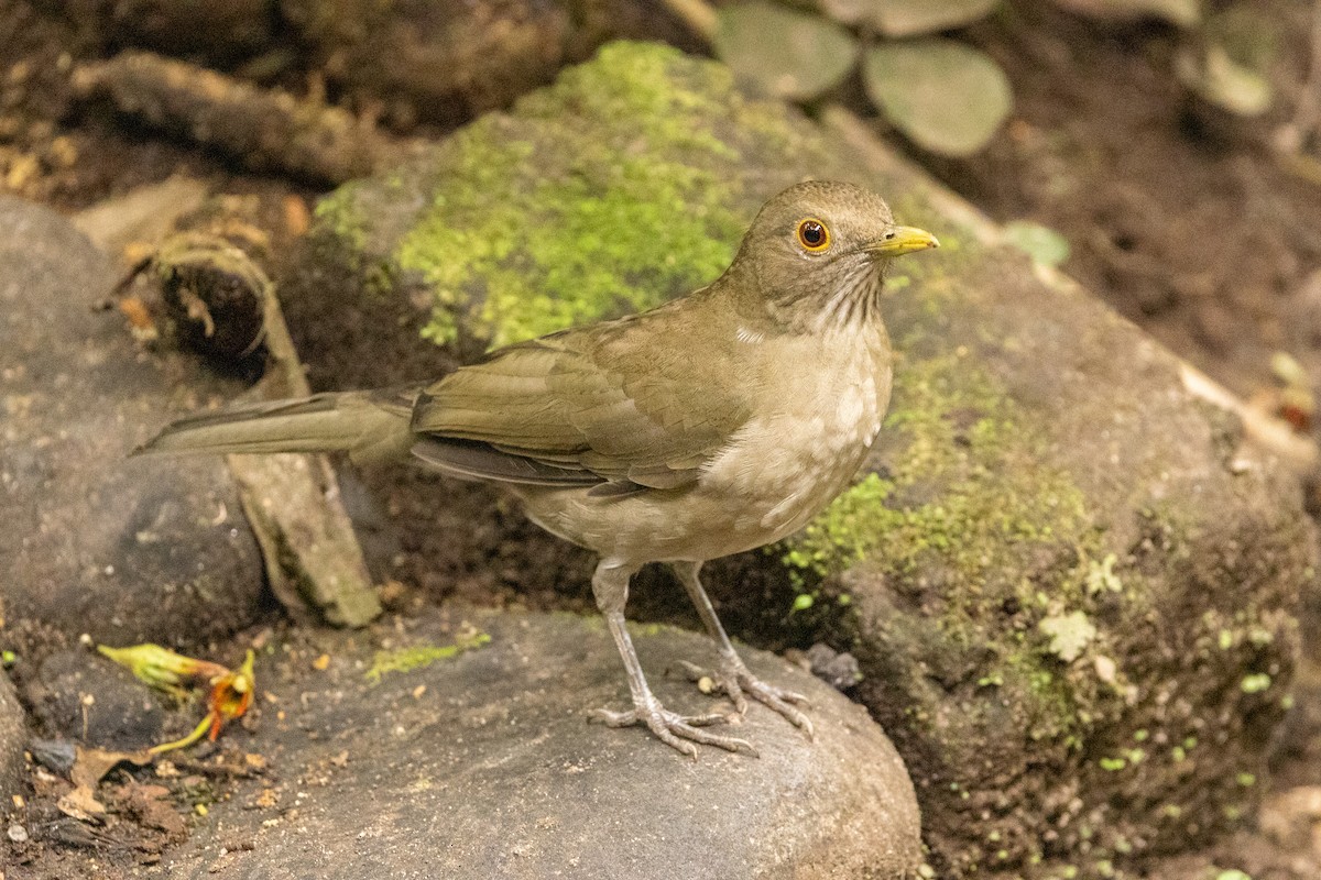 Ecuadorian Thrush - ML620003945