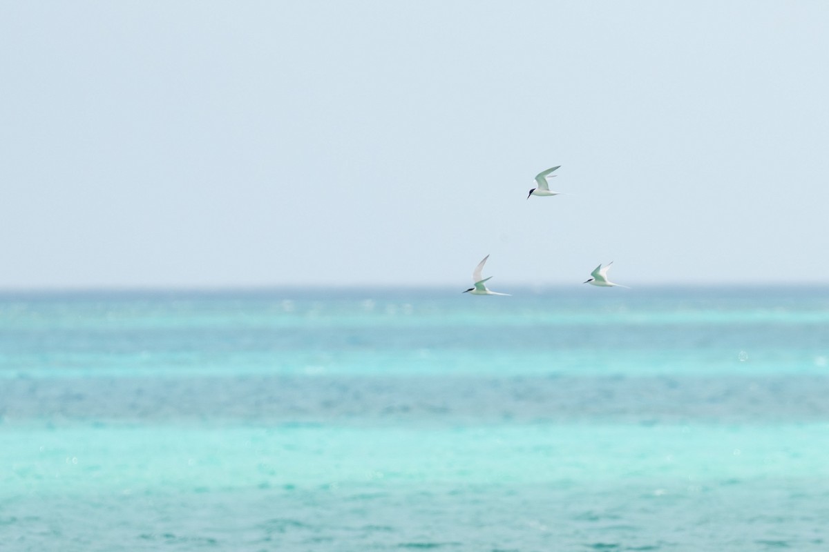 Roseate Tern - ML620003947