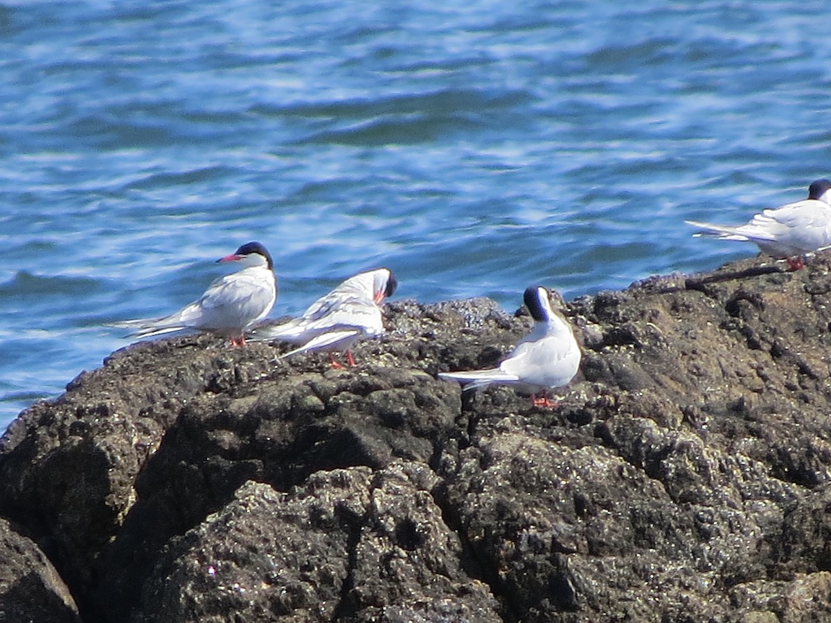 Common Tern - ML620003948