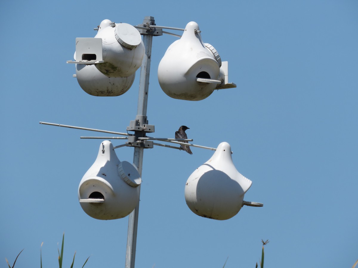 Purple Martin - ML620003949