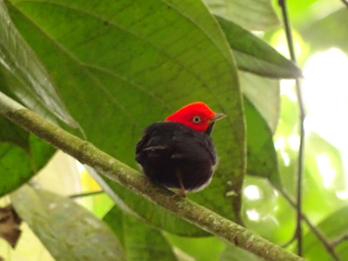 Red-capped Manakin - ML620003968