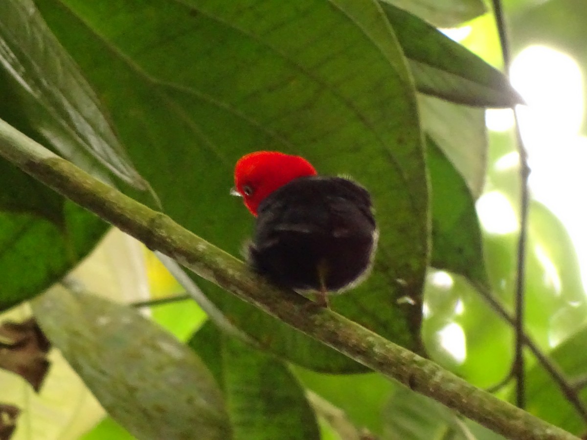 Red-capped Manakin - ML620003969
