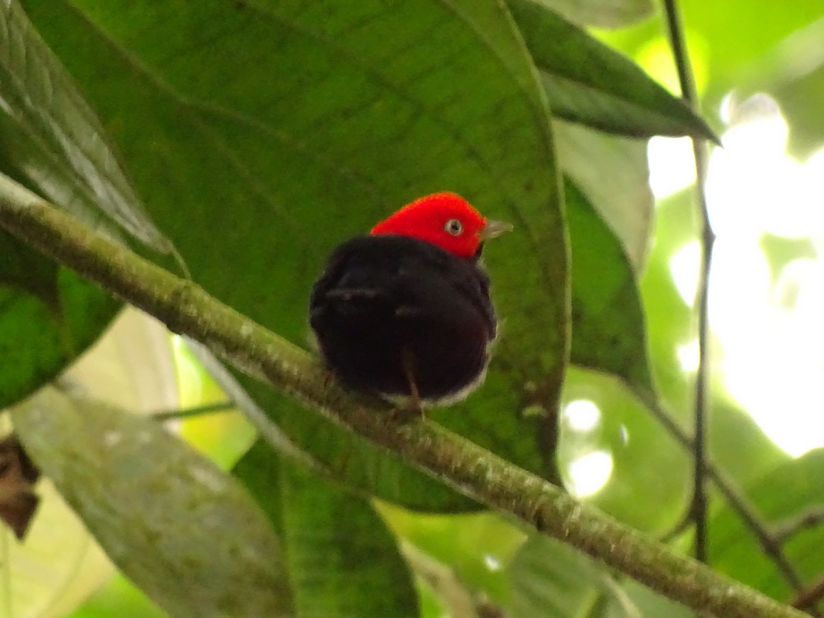 Red-capped Manakin - ML620003970