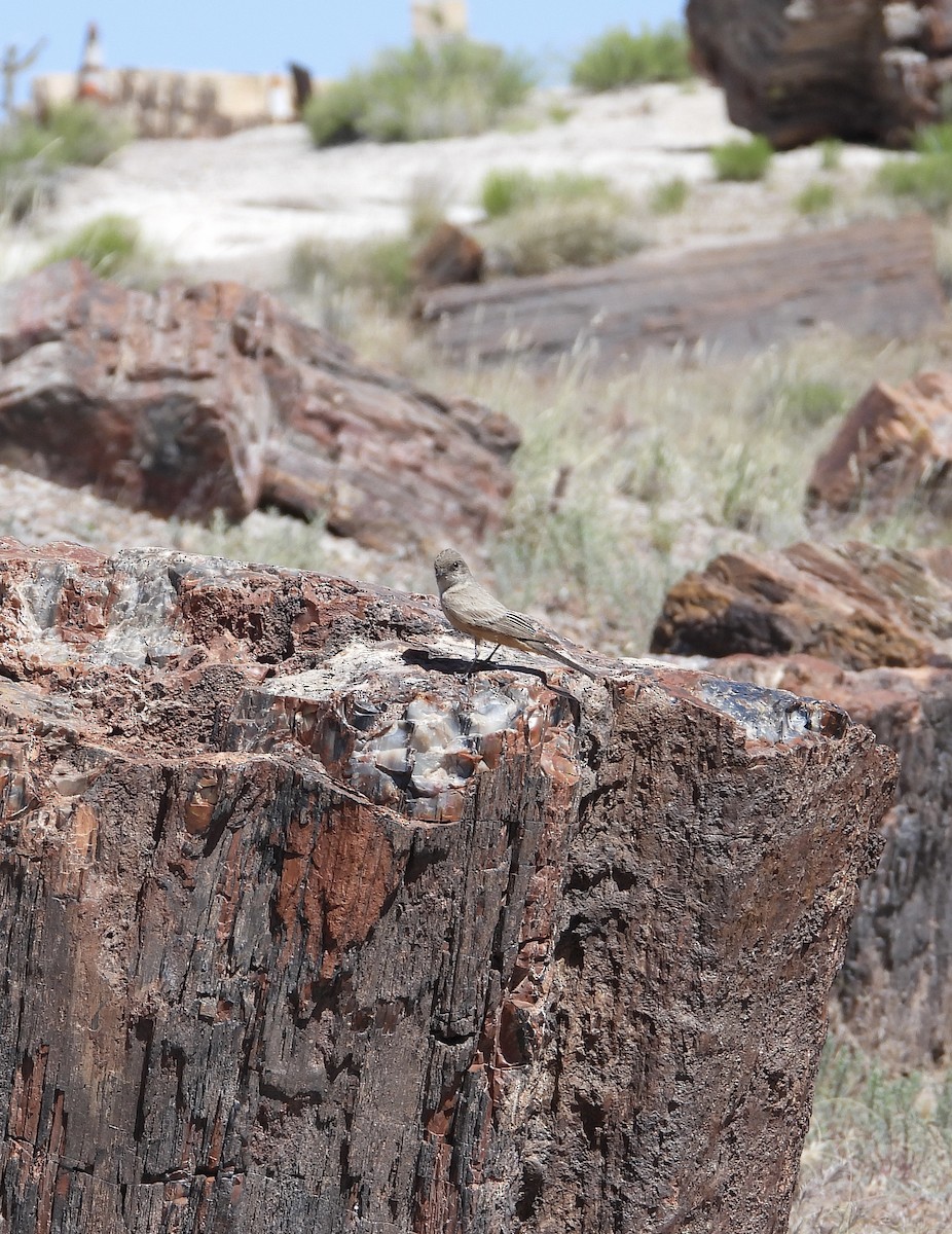 Say's Phoebe - ML620003974