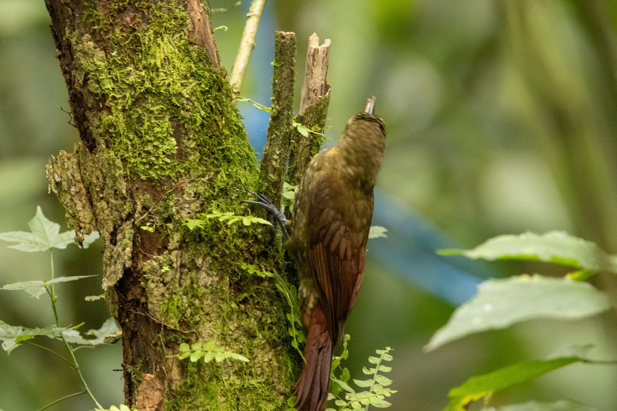 Spotted Woodcreeper - ML620003977