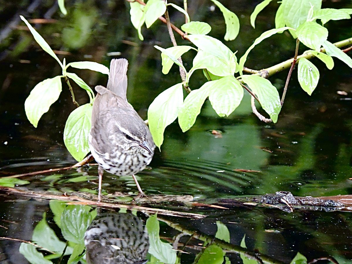 Northern Waterthrush - ML620003982