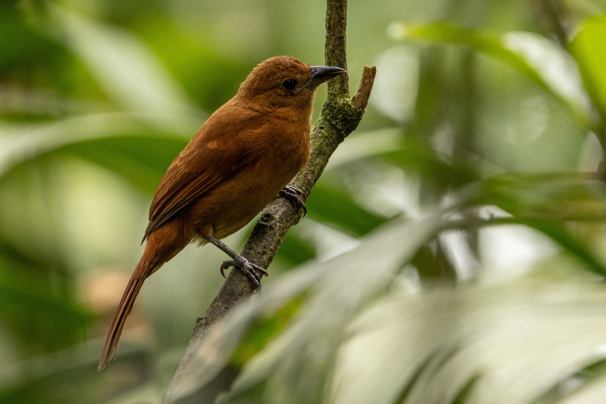 White-lined Tanager - ML620003985