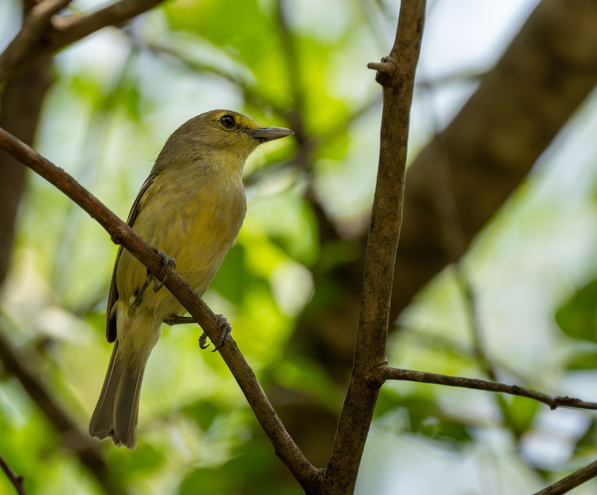 Thick-billed Vireo - ML620003988