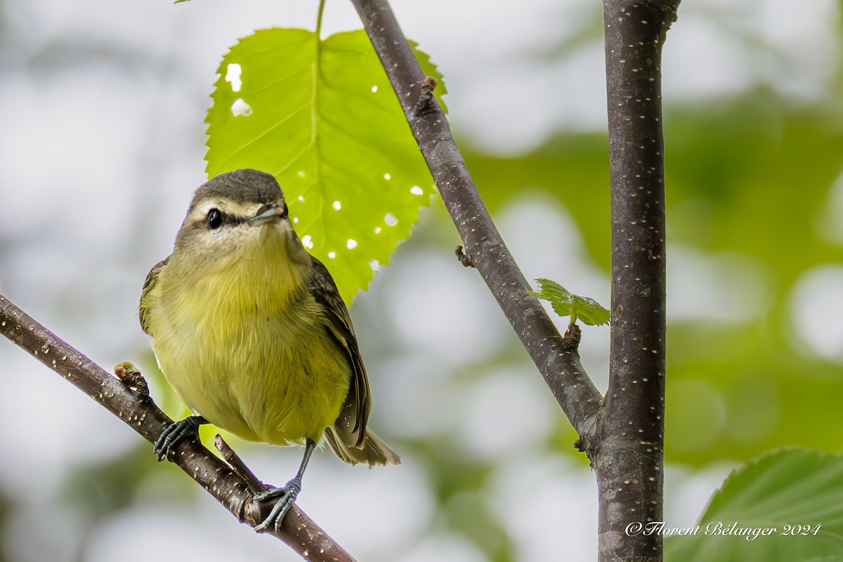 Philadelphia Vireo - ML620003991