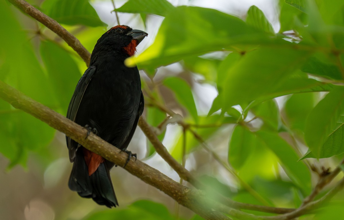 Greater Antillean Bullfinch - ML620003996