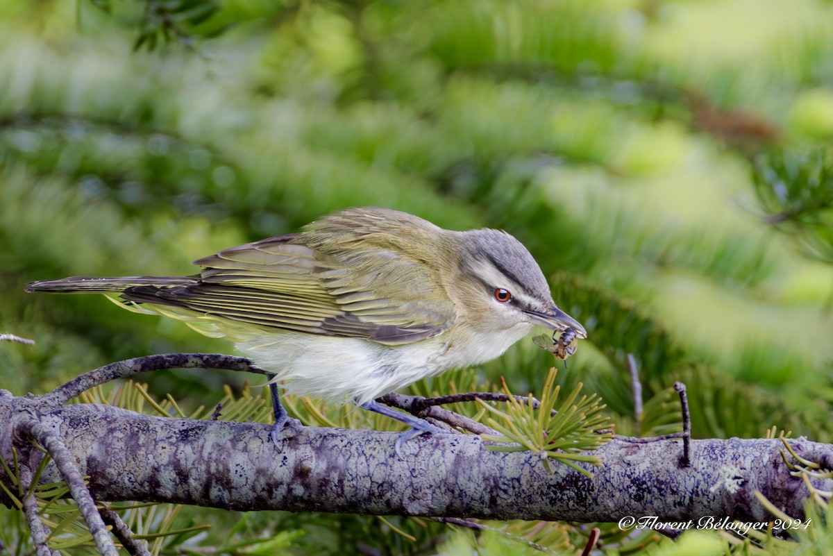 Red-eyed Vireo - ML620004000