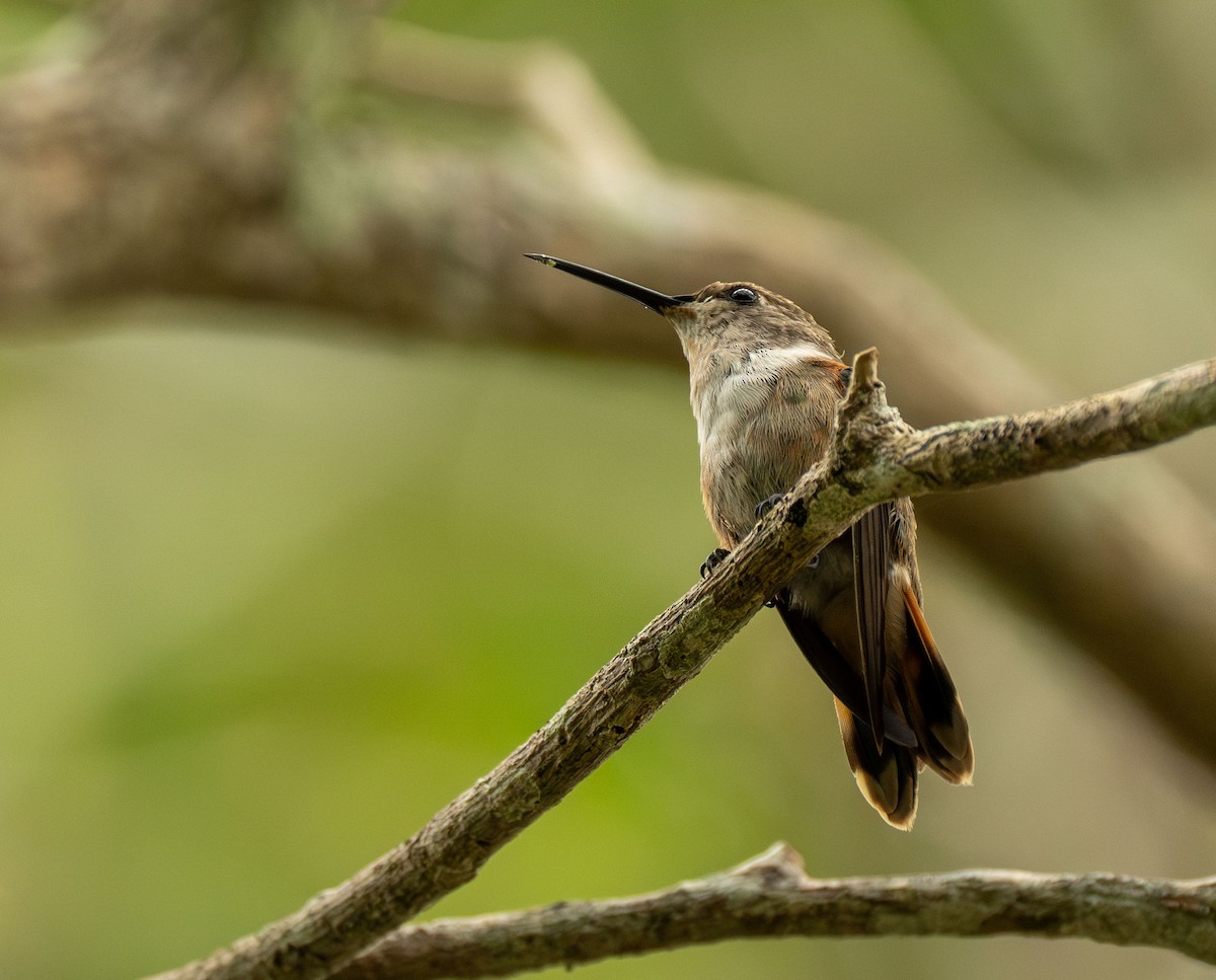 Colibri des Bahamas - ML620004001