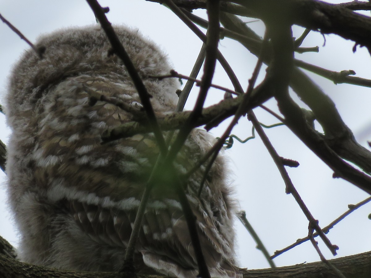 Barred Owl - ML620004005