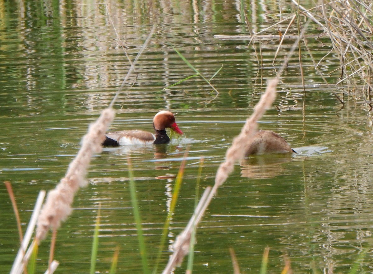 Red-crested Pochard - ML620004010