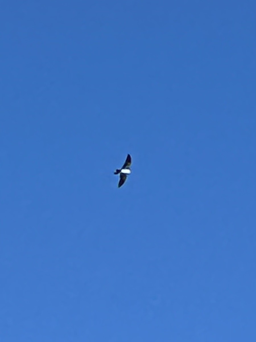 Swallow-tailed Kite - ML620004011