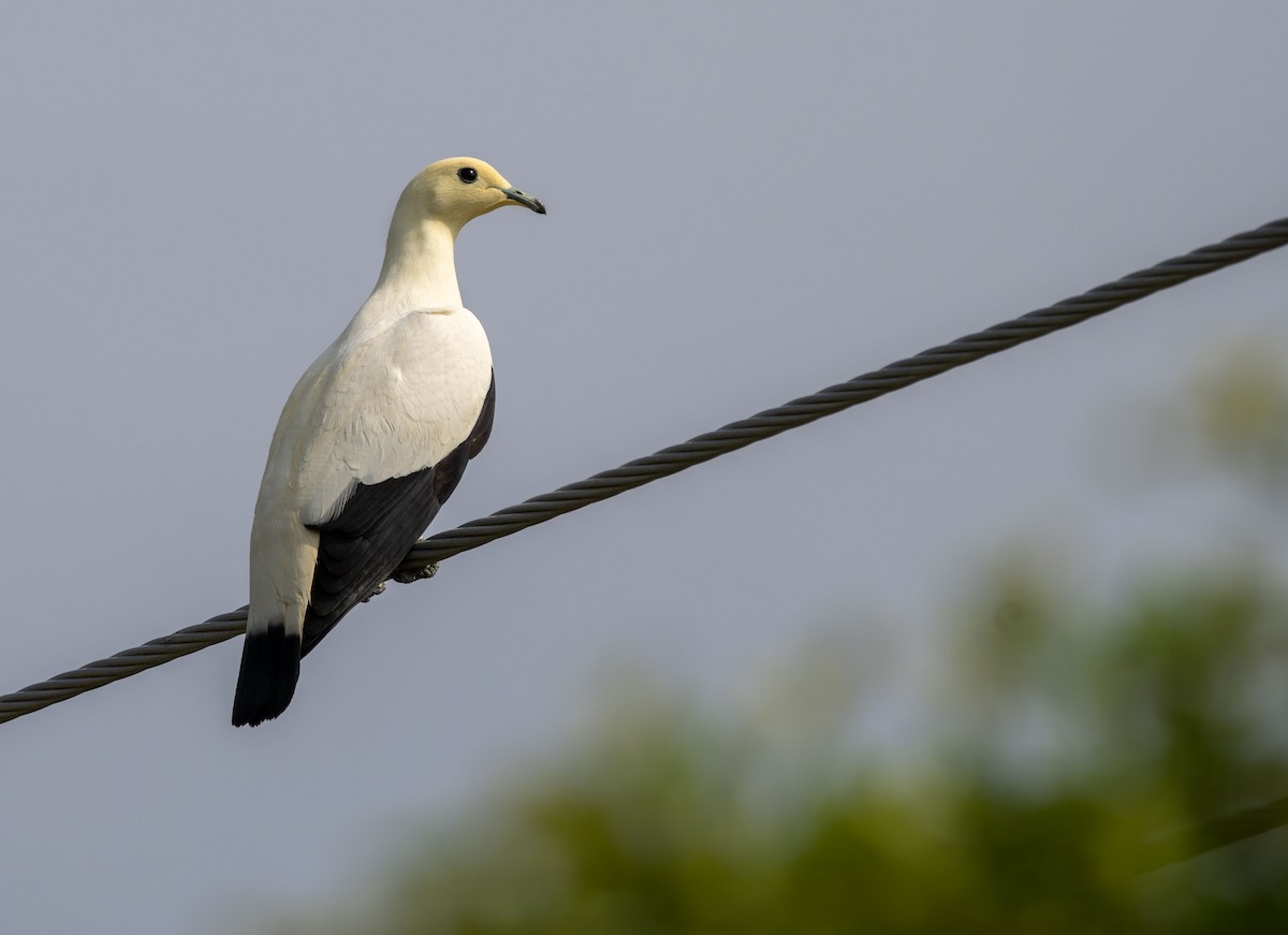 Pied Imperial-Pigeon - ML620004013