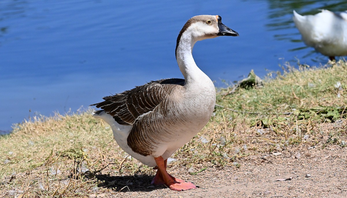 Swan Goose (Domestic type) - ML620004015