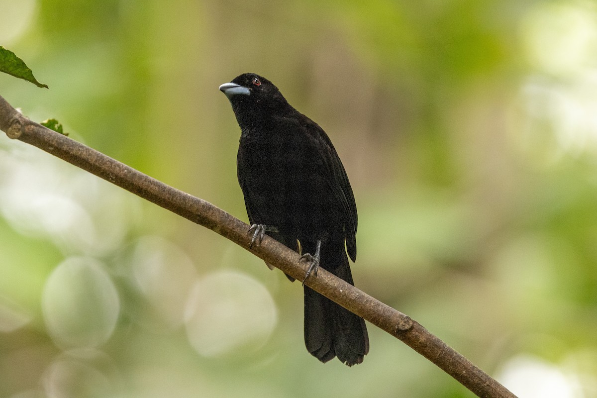 Flame-rumped Tanager - ML620004021