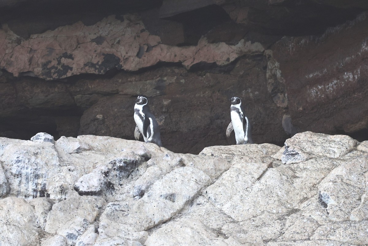 tučňák Humboldtův - ML620004023