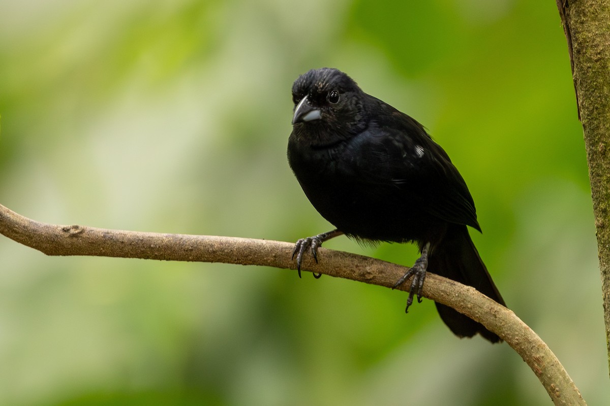 White-lined Tanager - ML620004024