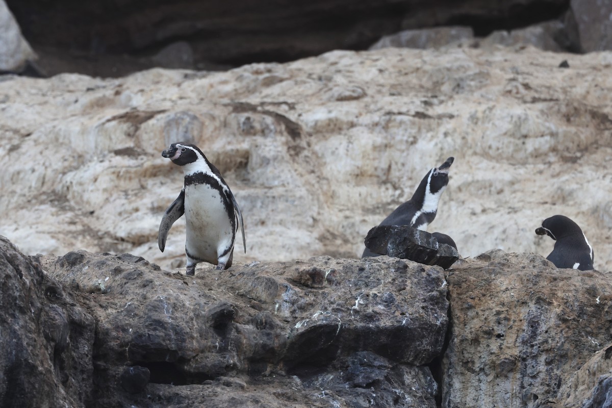 tučňák Humboldtův - ML620004030
