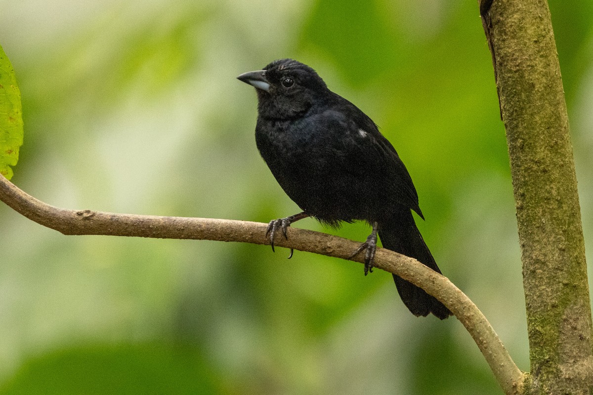 White-lined Tanager - ML620004031