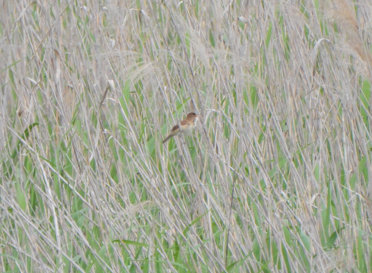 Common Reed Warbler - ML620004032