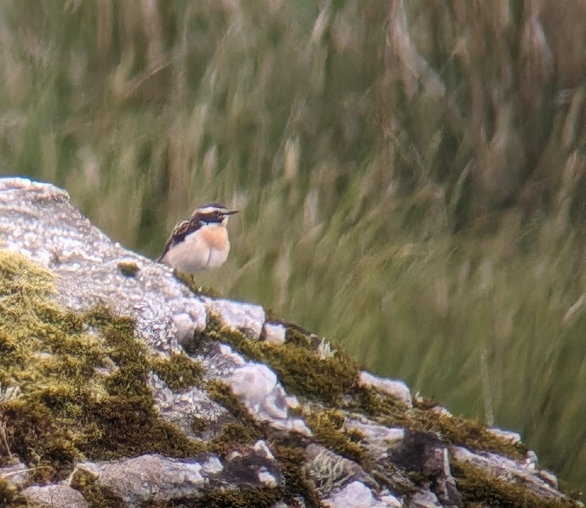 Whinchat - ML620004046